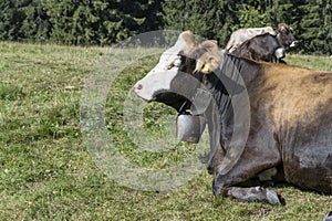 muzzle of Fleckview cow on green slope near Offerschwang, Germany photo