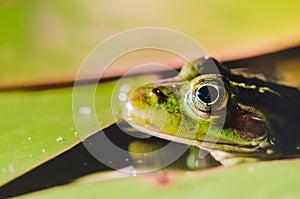Muzzle of a frog close up/muzzle of a frog close up in water lily leaves