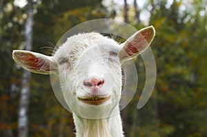 Muzzle of funny goat