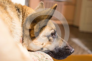 Muzzle German shepherd closeup