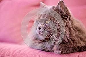 Muzzle of gray big long-haired British cat lies on a pink sofa. Concept weight gain during the New Year holidays, obesity, diet