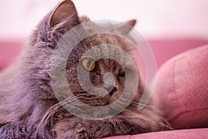 Muzzle of gray big long-haired British cat lies on a pink sofa. Concept weight gain during the New Year holidays, obesity, diet fo