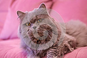 Muzzle of gray big long-haired British cat lies on a pink sofa. Concept weight gain during the New Year holidays, obesity, diet