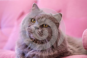 Muzzle of gray big long-haired British cat lies on a pink sofa. Concept weight gain during the New Year holidays, obesity, diet