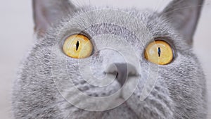 Muzzle of a Gray British Domestic Cat with Large Brown Eyes. Close up. 4k