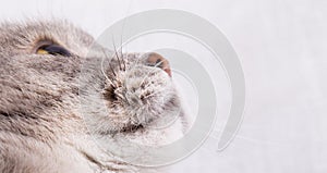 Muzzle of the gray cat looking up
