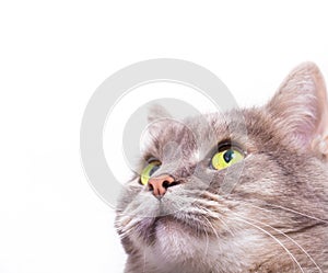 Muzzle of the gray cat looking up