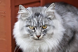 The muzzle of a gray fluffy kitten. Large
