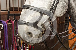 Muzzle of a gray horse in bridle with a double capsule