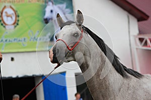 The muzzle of a gray horse with a mane and a bridle.