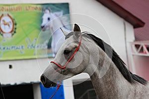 The muzzle of a gray horse with a mane and a bridle.