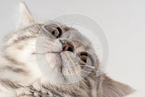 Muzzle of a gray tabby cat, bottom view, light background, close-up. Portrait of a curious kitten to overlay on your