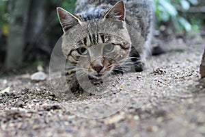 Muzzle gray tabby cat with green eyes