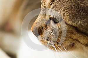 The muzzle of a gray tabby cat looks to the left, into the distance, thinking about something. Personification of thoughtfulness, photo