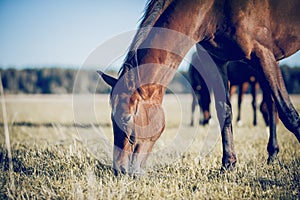 Muzzle of grazing horse close-up