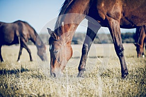 Muzzle of grazing horse close-up