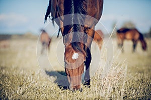 Muzzle of grazing horse close-up