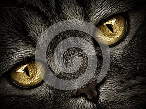 Muzzle of grey smooth-haired cat close up