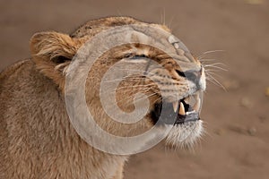 Muzzle growls coarsely from the side. Lioness is a large predatory strong and beautiful African cat