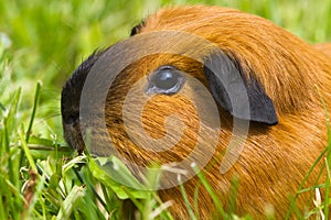 Muzzle of a guinea pig that grazes on green grass