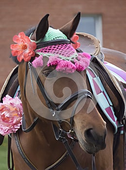 The muzzle of the horse is bay-colored.