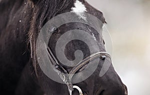 Muzzle of a horse in a bridle.