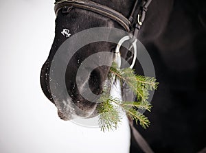 Muzzle of a horse with a fir-tree branch