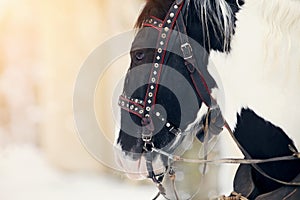 Muzzle of a horse in a harness.