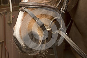 Muzzle horse in snaffle bridle, the lower par