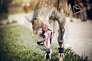 The muzzle of horse of the winner of the competition. Portrait sports stallion in the bridle after the competition with premium