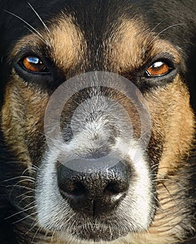 Muzzle of the hound close-up