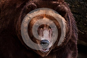 Muzzle of a huge brown Russian bear close-up, fat muzzle occupies the whole space.