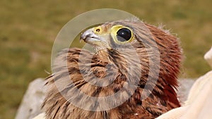 The muzzle of a hungry chick of a wild, predatory bird. Rescue kestrel.