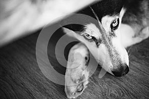 The muzzle of a Husky breed dog lies on its paws and looks from under his forehead. Black and white toning