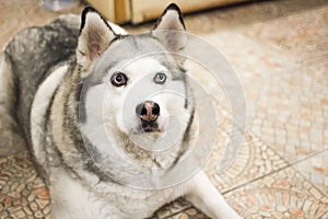 Husky breed dog