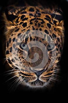 Muzzle of a leopard Amur leopard close-up, on a black background. Looks straight face, look predator