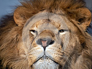 The muzzle of a lion in full face. The predator proudly looks ahead with narrowed eyes. Muzzle details are clearly visible.