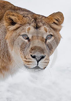 Muzzle of a lioness female lion close-up, greedy passionate look hungry brown eyes predator right at you. symmetrically on a