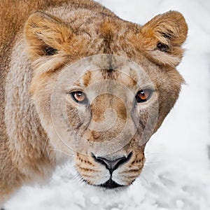 Muzzle of a lioness female lion close-up, greedy passionate look hungry brown eyes predator right at you. symmetrically on a