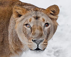 Muzzle of a lioness female lion close-up, greedy passionate look hungry brown eyes predator right at you. symmetrically on a