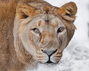 Muzzle of a lioness female lion close-up, greedy passionate look hungry brown eyes predator right at you. symmetrically on a