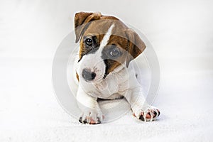 muzzle of a little jack russell puppy on the sofa.