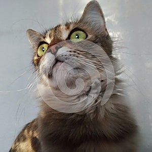 Muzzle of a lovely long-haired cat
