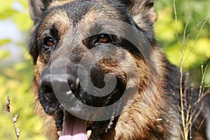 The muzzle and nose of the dog