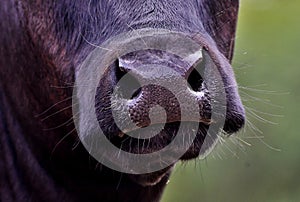 Muzzle, nostrils and white hair of a dark brown cow