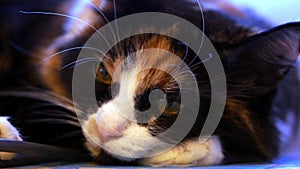 The muzzle of a pet close-up. A tricolor fluffy cat with a large white mustache lies with its head on its paw. Yellow eyes.