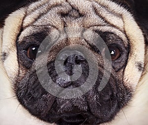 Muzzle pug