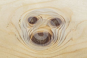 Muzzle pug - rings at the end of the knots of wood