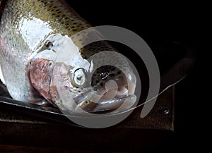 Muzzle of raw lacustrine trout