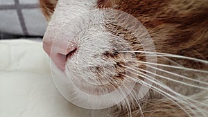 Muzzle of a red cat close-up. Cat nose and mustache